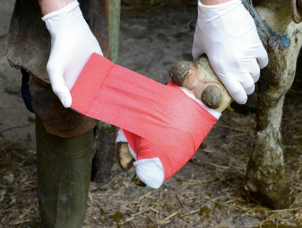 Klauenbandage / Selbsthaftende Bandage - 7,5cm x 4,5m